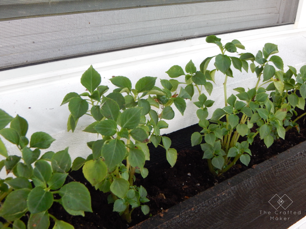 Spruce up the front of your home this Spring and Summer with an easy and quick 5 dollar window box. Plant some flowers and add color to your home.